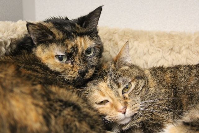 Adopt a friend: Squeaky and Lily